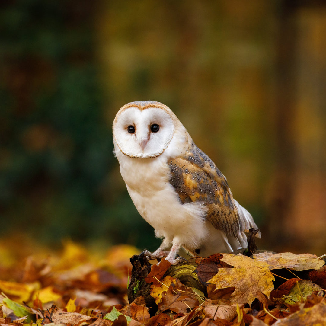 barn owl and autumn leaves