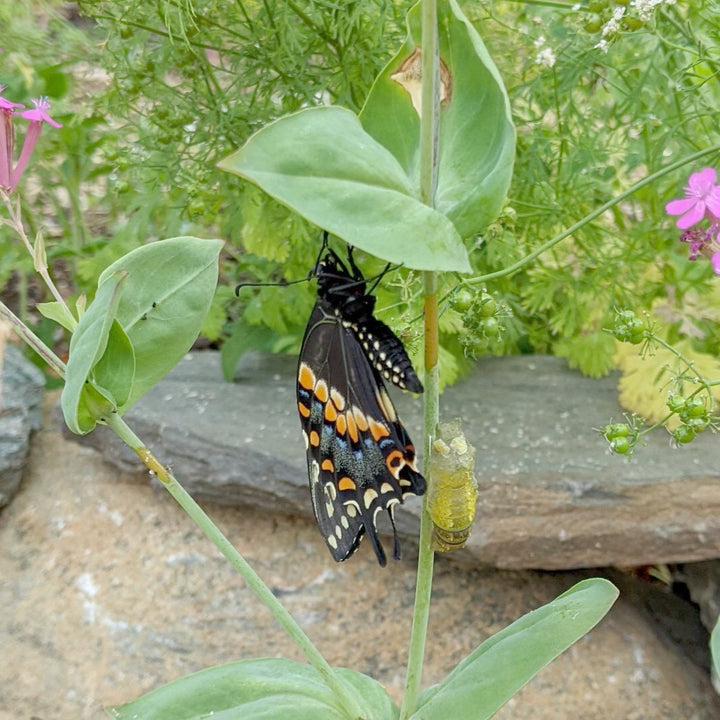 hollow swallowtail chrysalis necklace