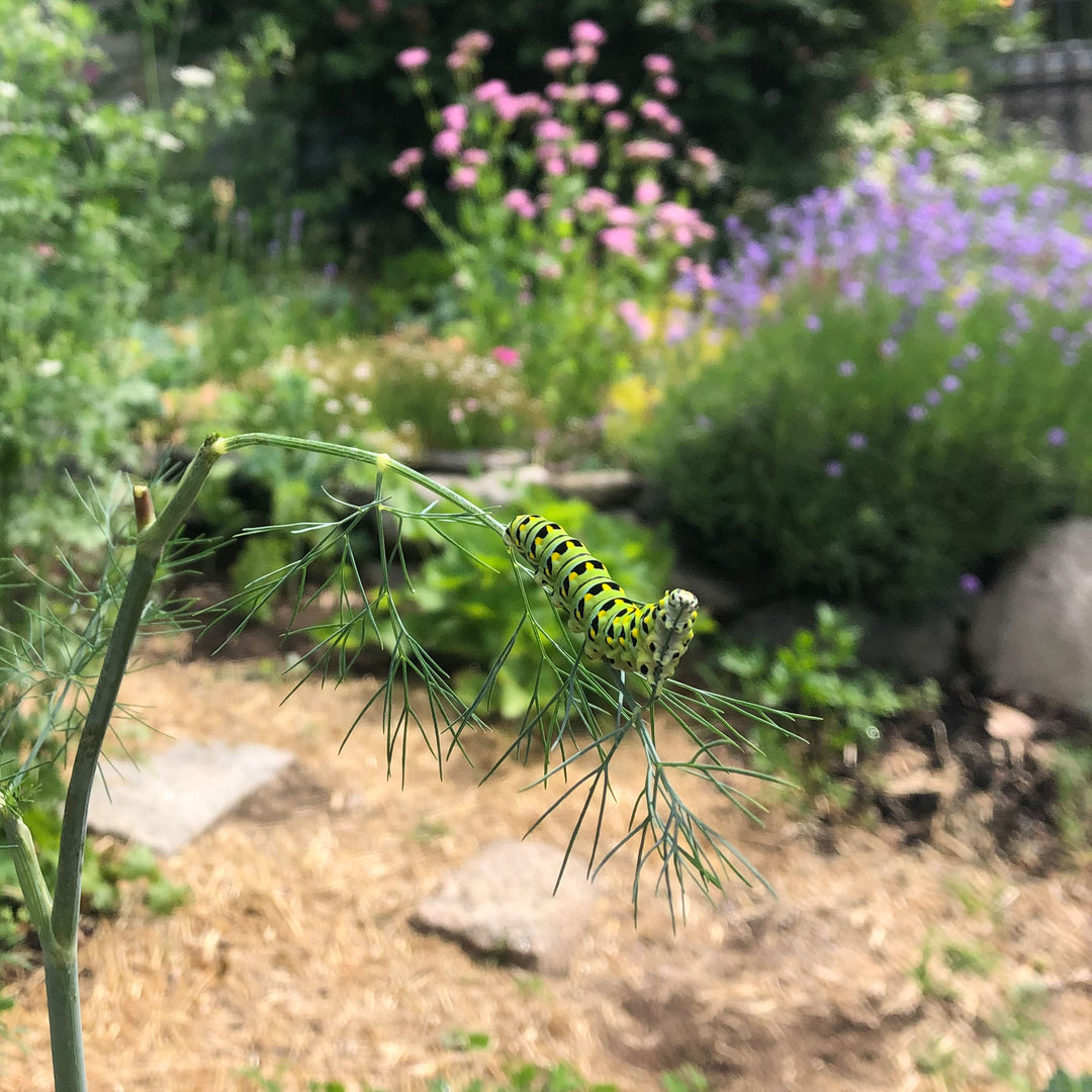 hollow swallowtail chrysalis necklace