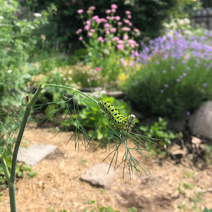 hollow swallowtail chrysalis necklace
