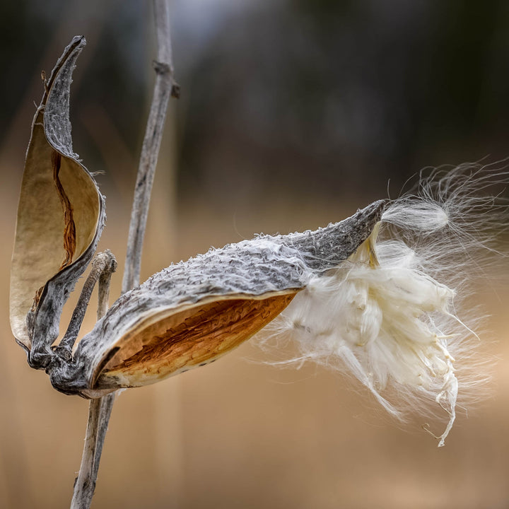 common milkweed seed studs