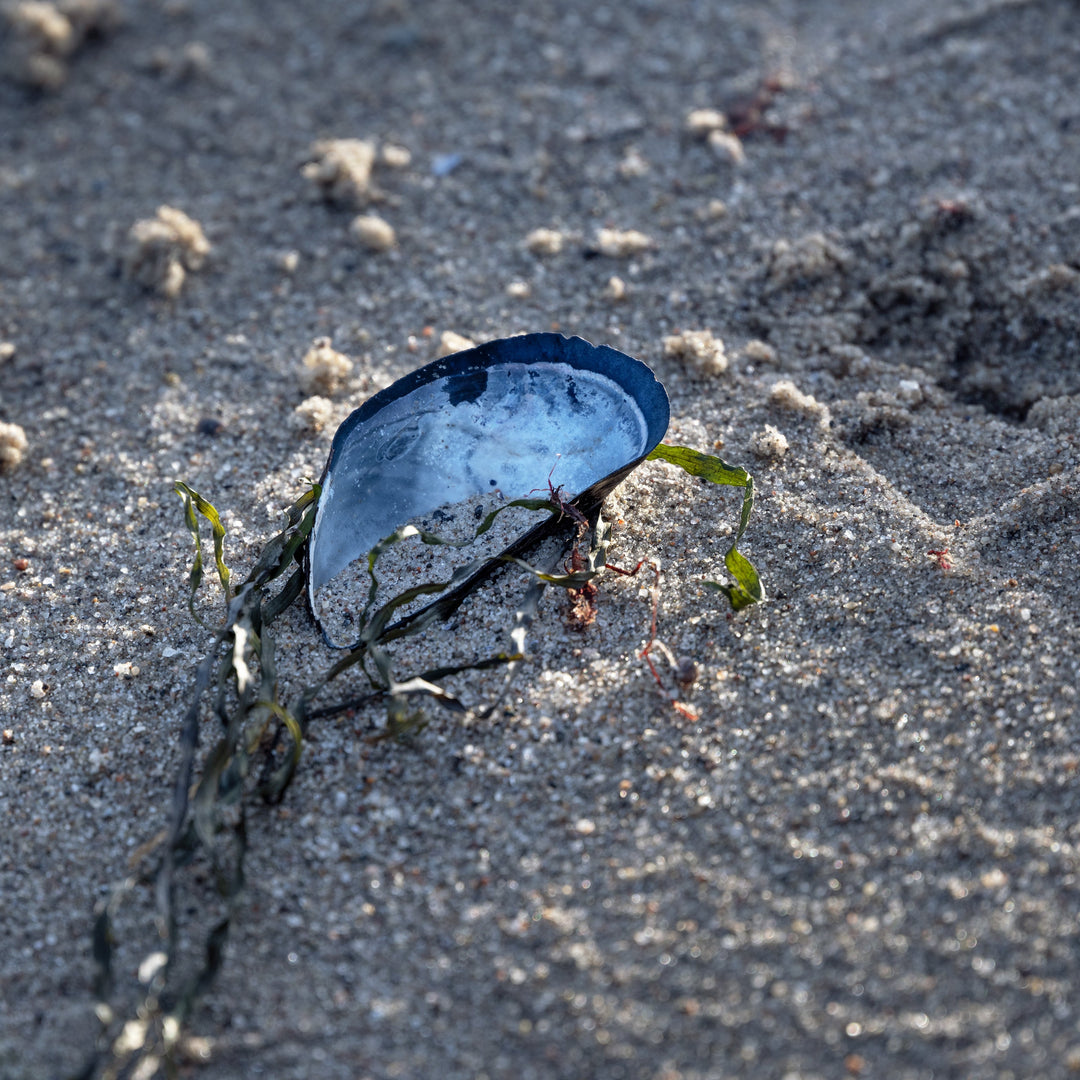 blue mussel on sand