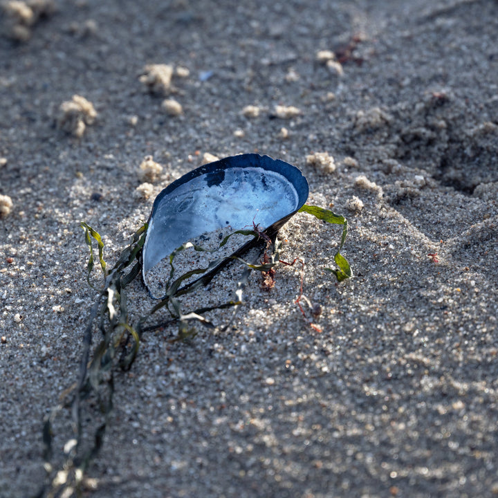 blue mussel on sand