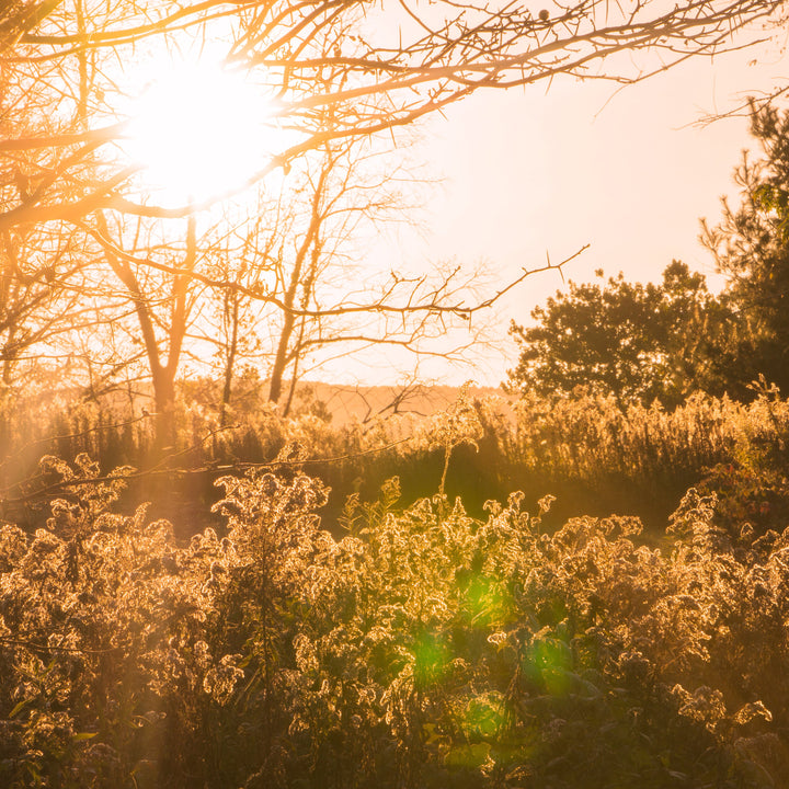fall meadow in sunlight
