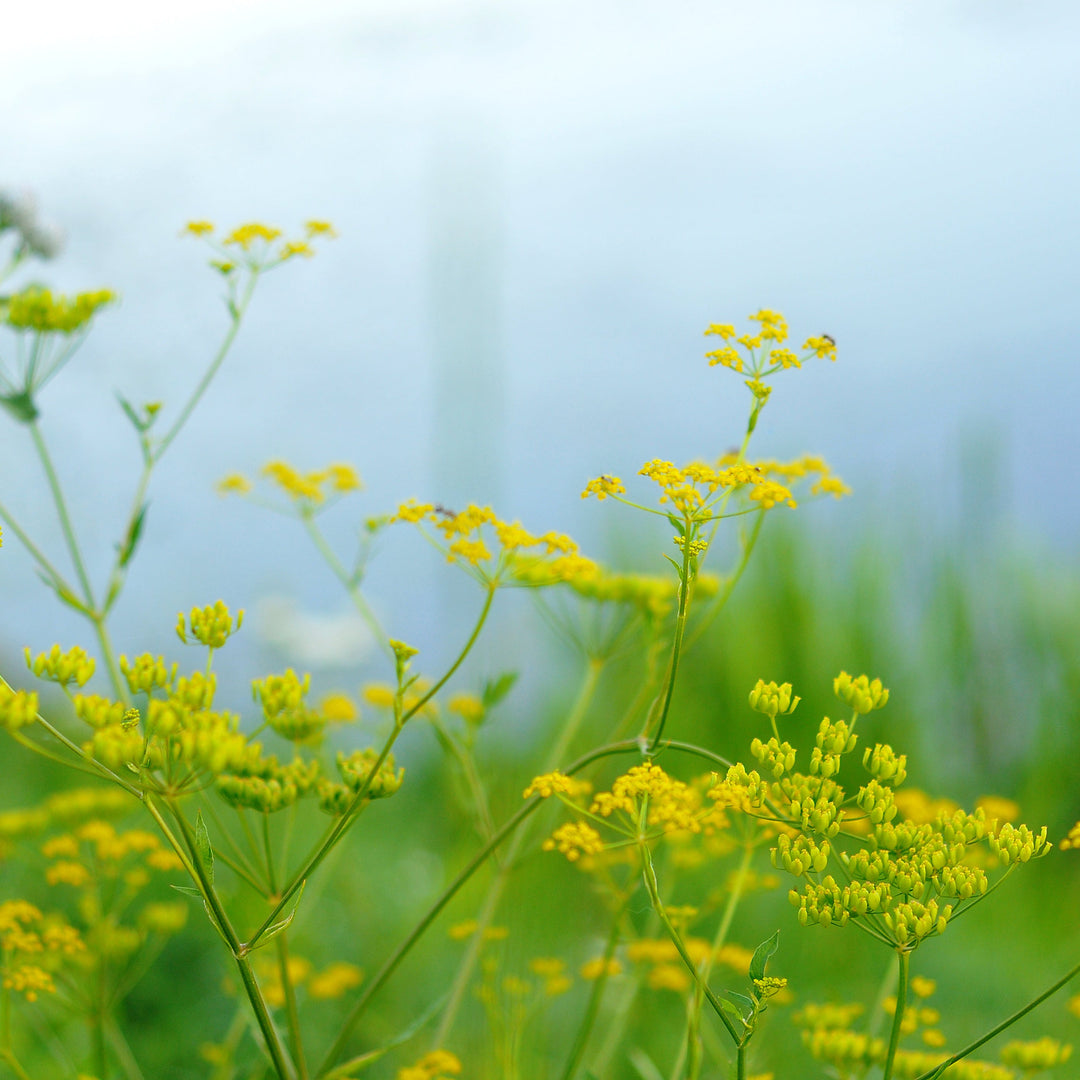 golden alexander blooming