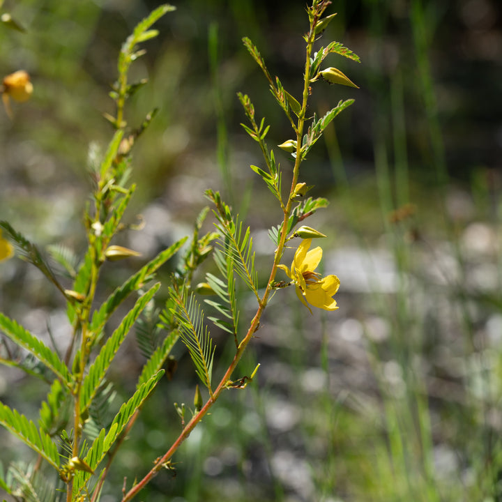 partridge pea blooming
