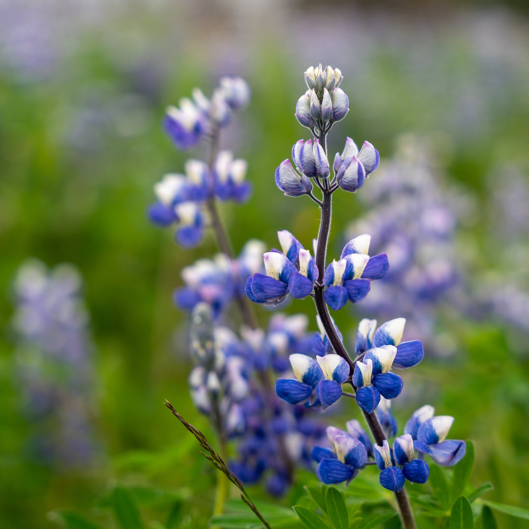 sundial lupine blooming
